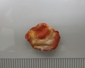 スライス.jpg